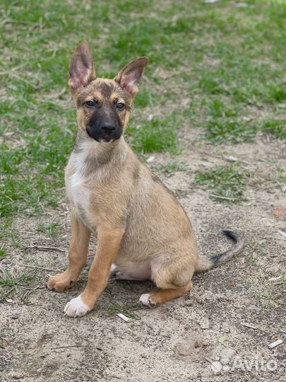 Щенок мальчик