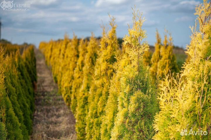 Хвойные и кустарники