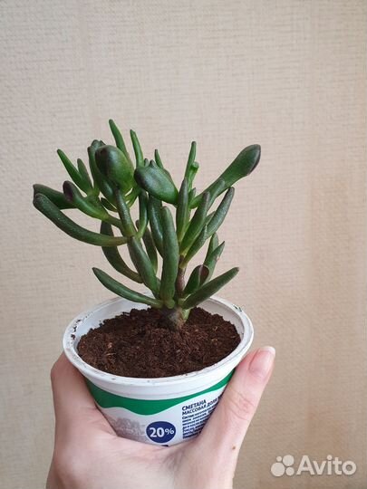 Толстянка / крассула Хоббит