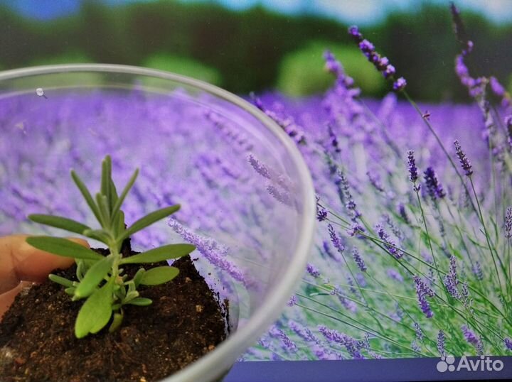 Цинерария рассада, лаванда