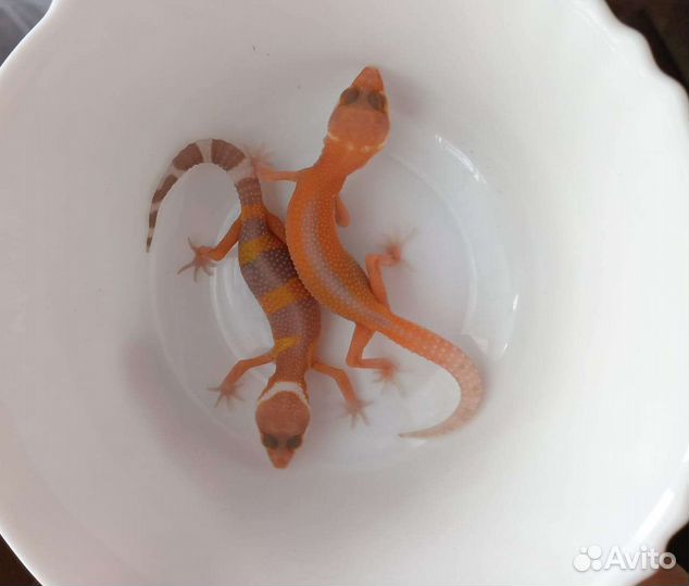 Эублефары (мальки)