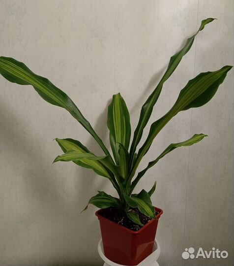 Драцена Берли