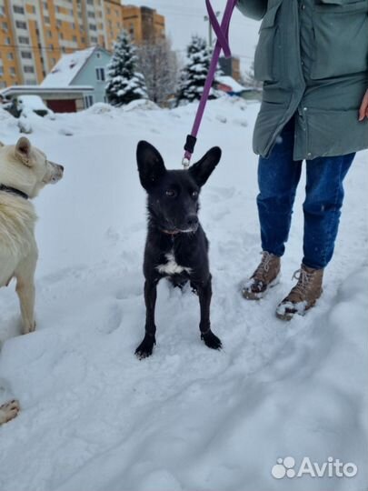 Собака в добрые руки