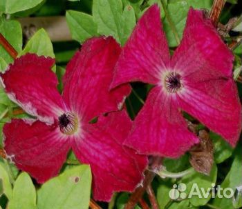 Клематис Рубра(семена)