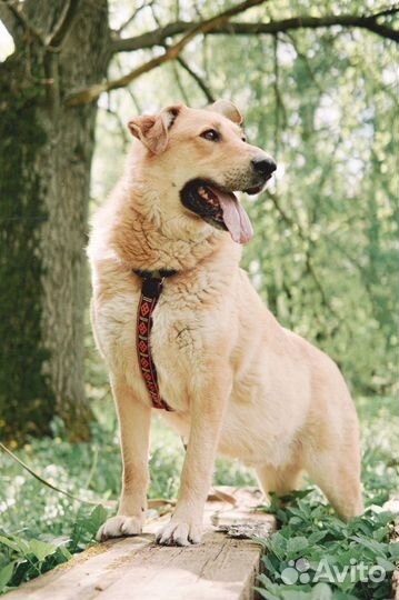 Собака в добрые руки. Мишка