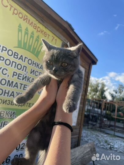 Котенок британец/ шотландец