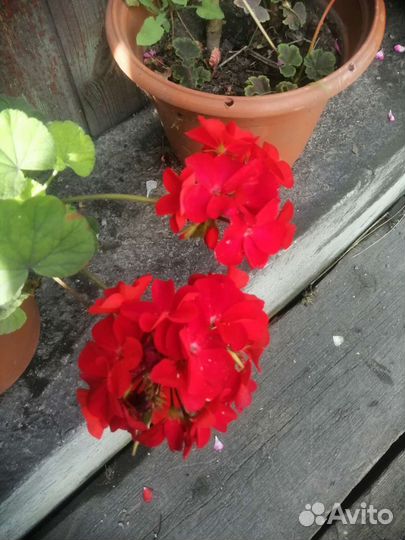 Пеларгония герань