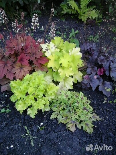 Многолетники