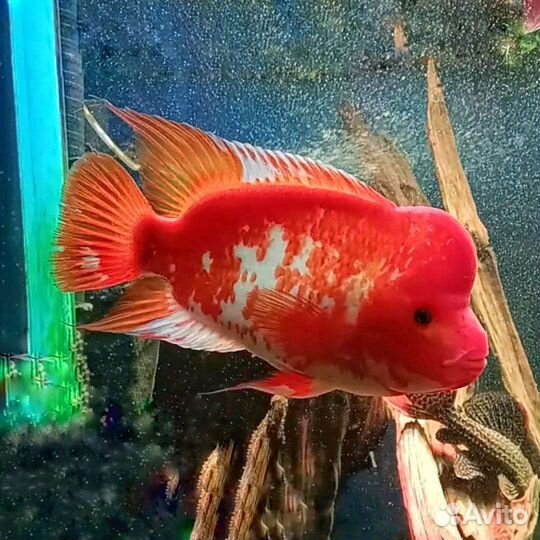 Цитроновая цихлазома и Хаплохромис Джексона