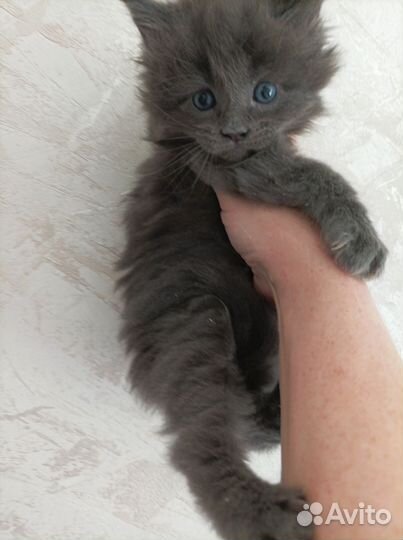 Котик мейн кун