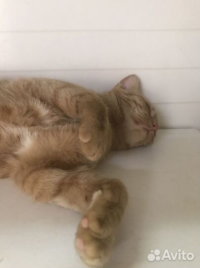 Кошка в добрые руки