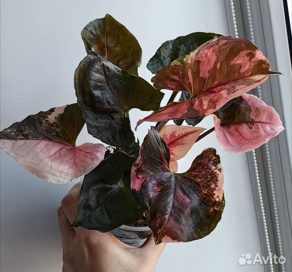 Сингониум Клубничный Лед(Strawberry Ice) galaxy