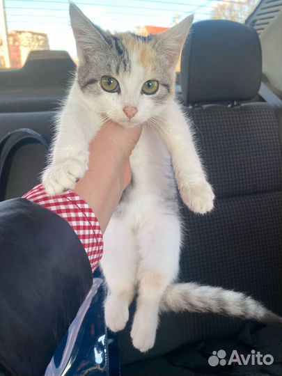 Котенок Девочка