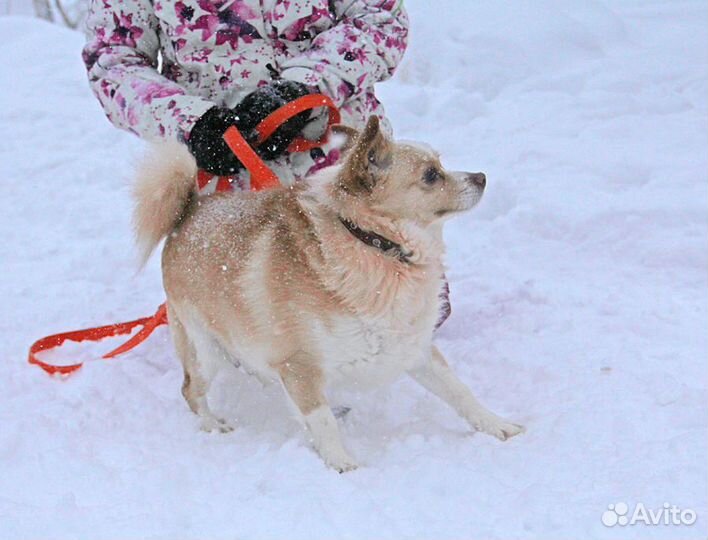 Пёсик Малышок