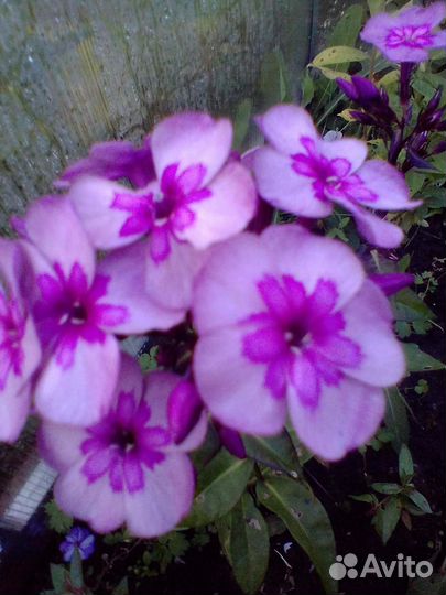 Флоксы многолетние