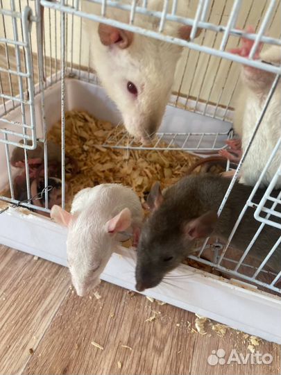 Крыса дамбо сфинкс