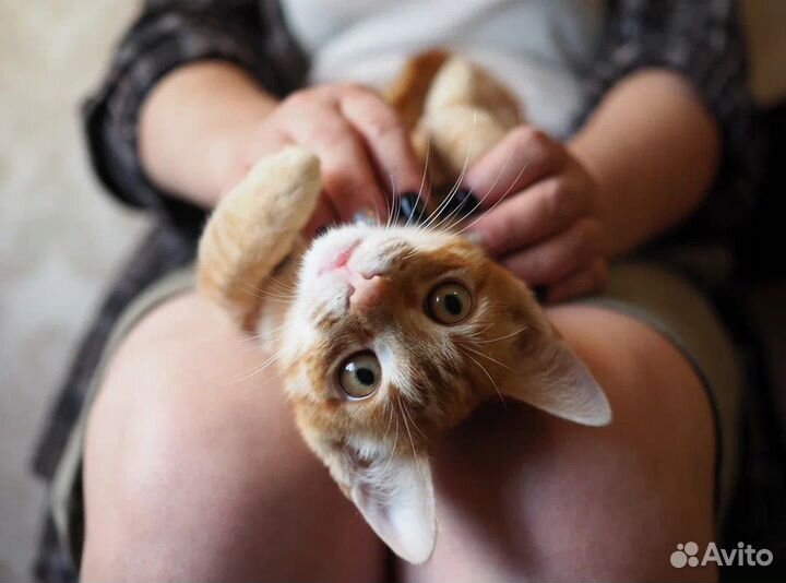 Котики