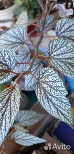 Колеусы,бегонии и финиковые пальмы и фиалки