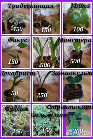 Глоксиния, антуриумы, разные цветы