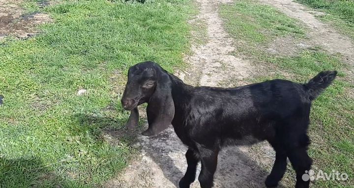 Козочка камори нубийская шами