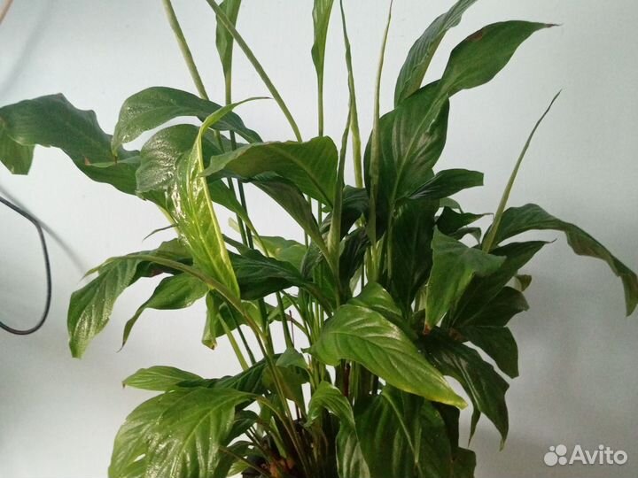 Спатифиллум