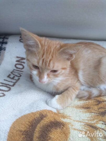 Кошка в дар