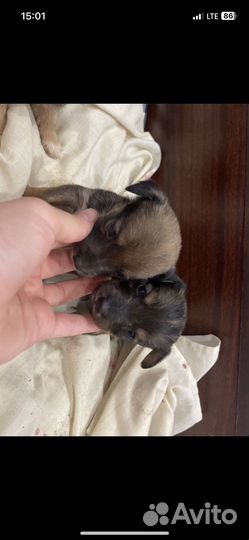 Собака в добрые руки щенок