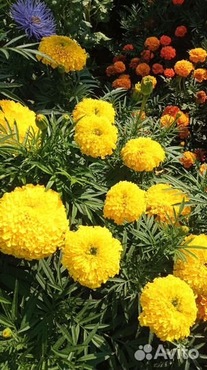 Живые цветы букеты на 1 сентября