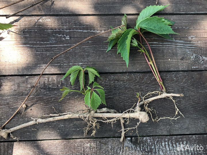 Дикий виноград