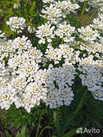 Декоративные кустарники