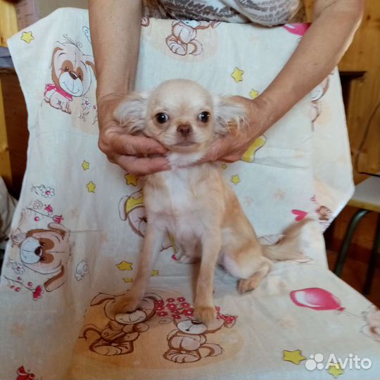 Чихуахуа мальчики и девочки