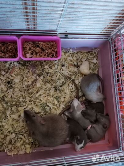 Декоративная крыса дамбо