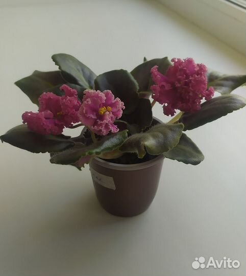 Фиалки сортовые цветущие