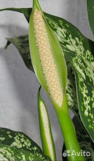 Диффенбахия