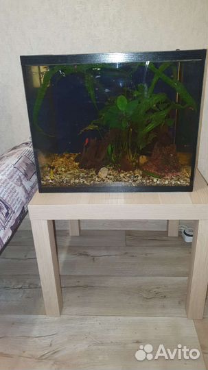 Аквариумные рыбки