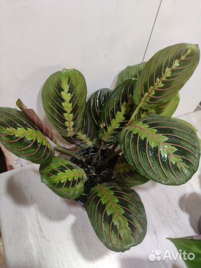 Маранты и др.ком растения