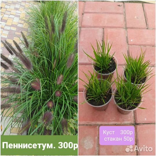 Уличные растения