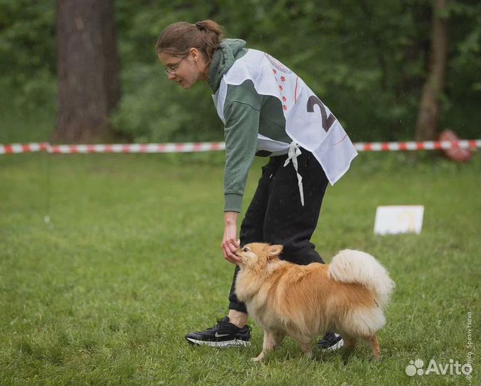 Дрессировка и воспитание собак / Кинолог
