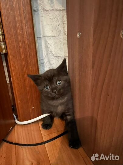 Котята мальчик и девочка