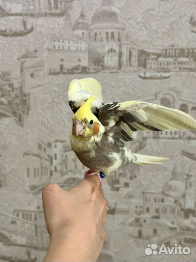 Попугай корелла