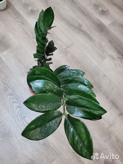 Замиокулькас черный равен