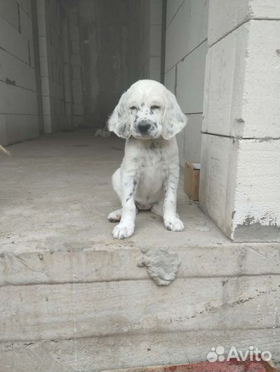 Собаки щенки