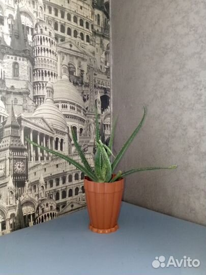 Алоэ вера растение