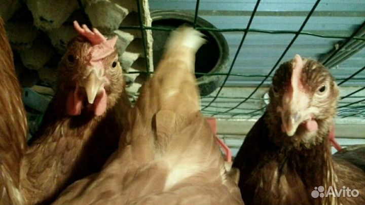 Инкубац. яйцо несушки Ломан Браун