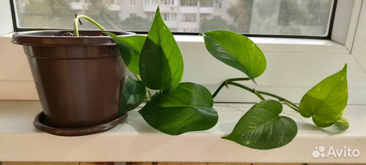 Эпипремнум