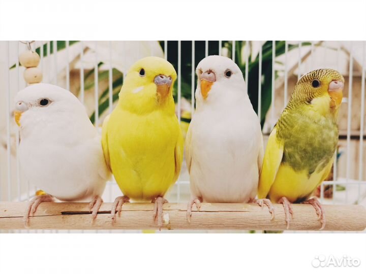 Попугай волнистый птенцы 1.5 мес