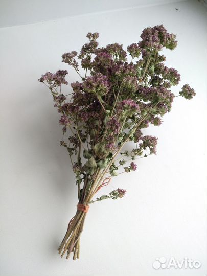 Душица Орегано