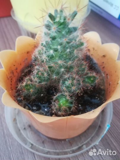 Мини кактус