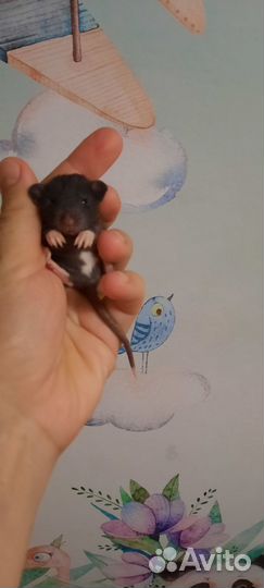 Крысята Дамбо