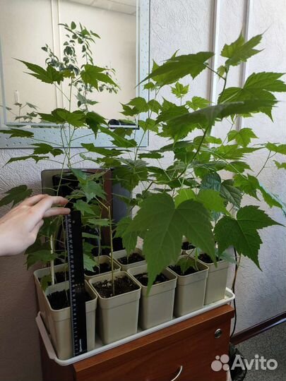 Клен комнатный Абутилон